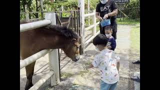 Audi Dream Farm, Balik Pulau, Penang 梦田休闲农场