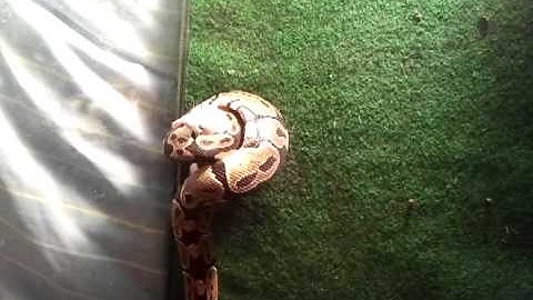Ball python strike