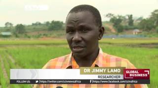 Scientists in Uganda seek to ramp up rice production using different varieties