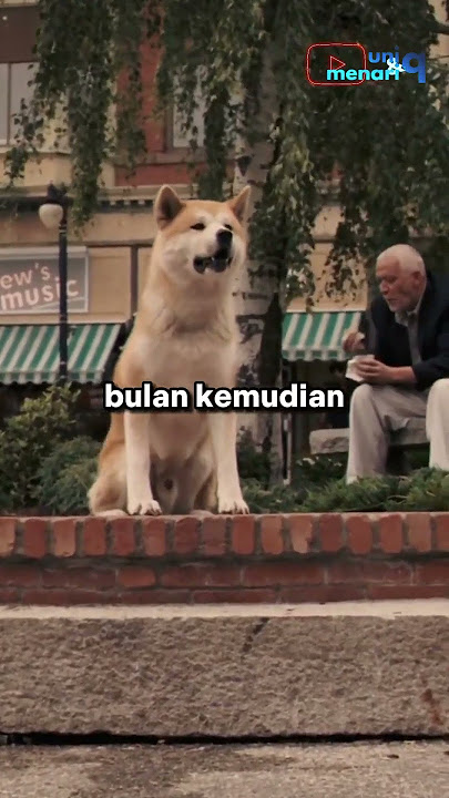 Anjing paling setia, Hachiko 🥺