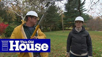 How to Prune a Crabapple Tree | This Old House