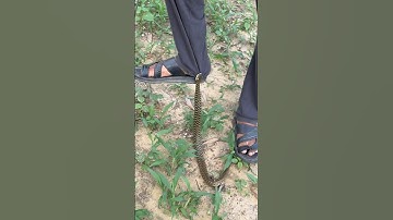 Snake Bait 😱@chitransh_Bhai2.0 #shorts