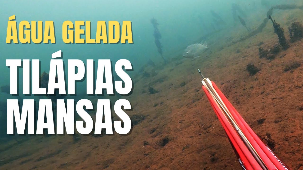 Hunter's Pesca Sub - Foi o Sol sair que o Peixe  apareceu