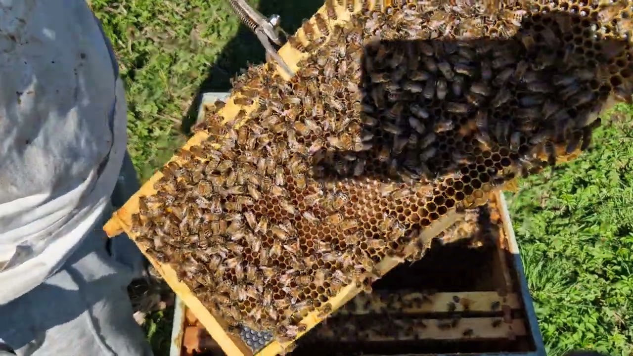 33.2023. Rezultatul inversarii corpurilor. Special pentru dl. Traian P.