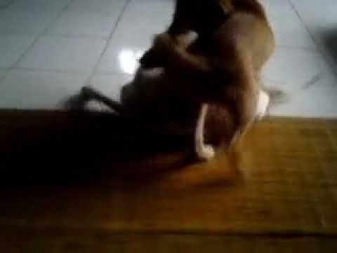 Video: Cara Melamar Anjing