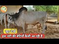 👍Best Haryana #Breeding #Bull Result.👍(15-16लीटर दूध की बछड़िया आ रही हैं)👍Majri Ashram👍माजरी आश्रम 👍