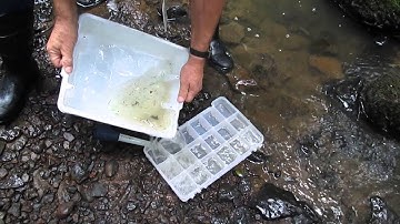 GK-12 Video: Stream Invertebrate Sampling