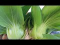 An Excellent Result Of Growing Pak Choi Without A Bed Recipe Pak Choi In Sweet And Sour Sauce