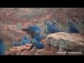 Lear's Macaw - Arara-azul-de-lear - Anodorhynchus leari