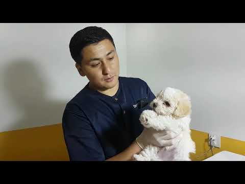 Видео: Нохойн вакцинжуулалтын цуврал: 2-р хэсэг - Нохойны могойн вакцин
