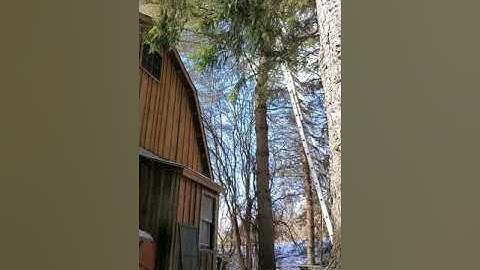 Cutting down a tall pine tree in a tight spot!