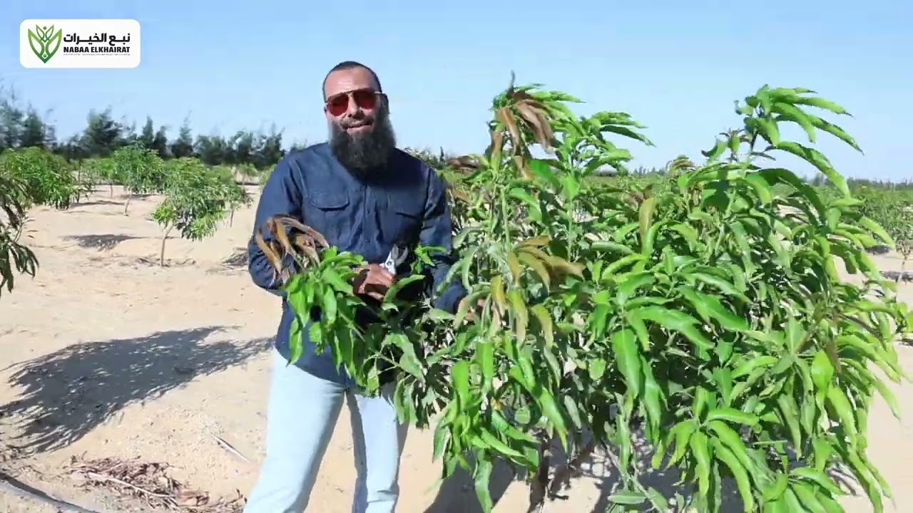 اسهل وافضل طريقه لتقليم الاشجار من اكبر مزرعه مانجو في مصر والوطن العربي واحه المانجو