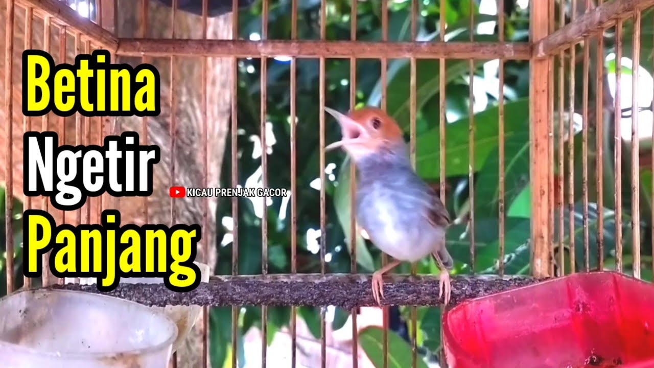 PRENJAK BETINA | PRENJAK BETINA Ngetir Panjang Istimew Suara jernih, Cocok buat MASTERAN |