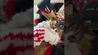 【獣化/fursuit#95】春のもふもふタイム🐾【ジュージュー】#獣化 #fursuit #shorts #Furtuber #雑談配信