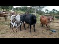 Mais uma vaca Girolanda Pariu Bezerra top. の動画、YouTube動画。