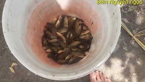 cá rô đồng rán giòn rất thơm ngon