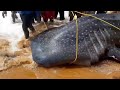 Whale Shark Rescued | Kerala Fishermans Style