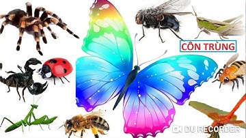 CÔN TRÙNG, BÉ HỌC LOÀI CÔN TRÙNG,❤️ CON BƯỚM, ONG, KIẾN, VE, CHUỒN CHUỒN, insect