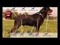 rottweiler au travail