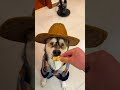Kugen the blind dog is living his *most dramatic life* yet!    This foodie pup has a proud head