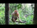 Golden snub-nosed monkeys in central China