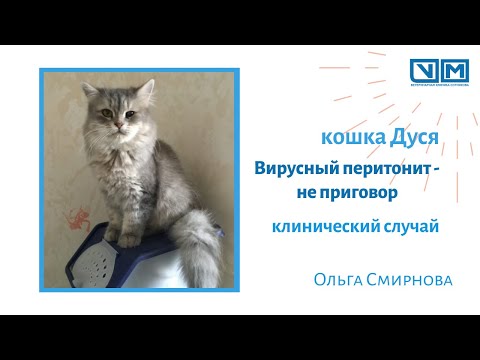 Вирусный перитонит - не приговор (кошка Дуся)