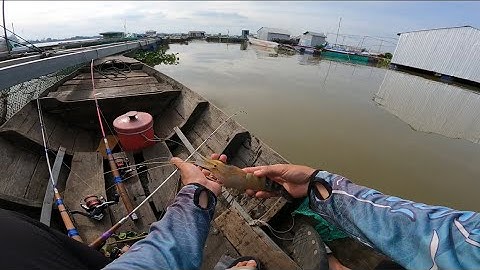 Test Cần tôm thủ công đại chiến sông tiền ra bè câu tôm  toàn tôm càng xanh khủng