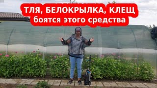 От тли, гусениц, белокрылки и др. Как избавиться от вредителей