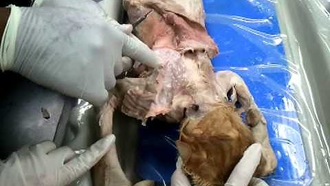 AMY 2A - Cat Dissection Part 1