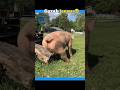 Janwro ke Gajab ke Karname 😲 | Funny Animals Moments