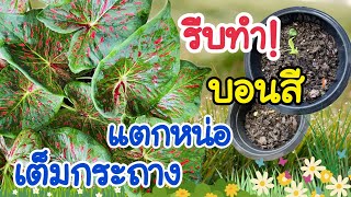 ?รีบทำ วิธีทำให้บอนสีแตกหน่อเต็มกระถางง่ายๆ บอนสี viralvideo คุณต้นไอที plant caladium viral