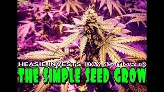 The Simple Seed Grow: Day 45 (flower) - Buds on Buds on Buds