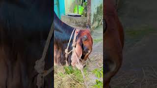 #Cow
