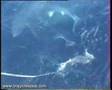 Blue Shark Feeding Game Fishing