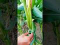 Corn Seed Grafting🌾🌽#trending #asmr #grafting #gardening #nature