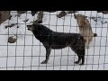 狼の遠吠え@北海道・旭山動物園