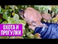 Чихуахуа: суровая европейская осень, охота, прогулки, сладкий сон Chihuahua #AmyDog