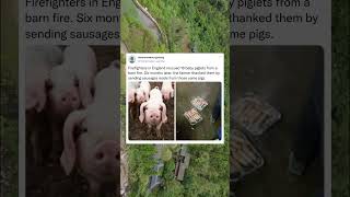 Firefighters in England rescued 18 baby piglets from a barn fire