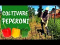 COLTIVARE PEPERONI: tutti i consigli +5  errori da evitare nell'ORTO