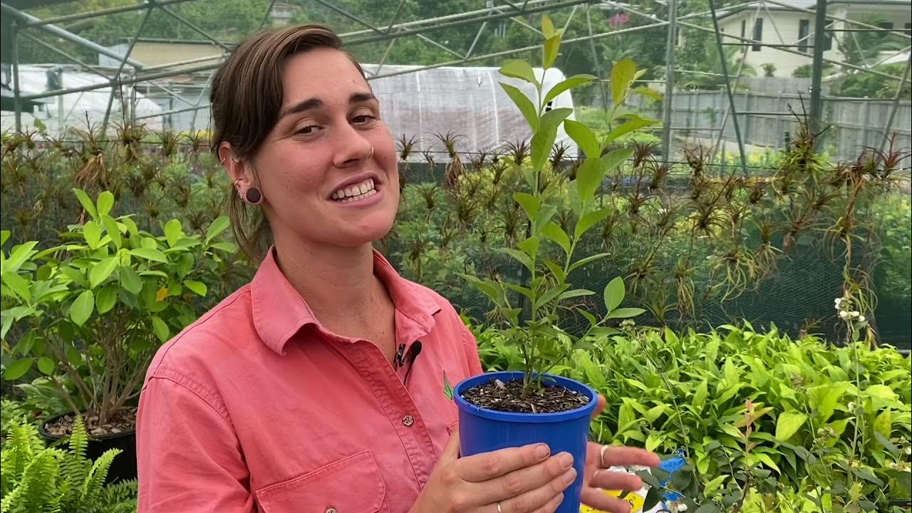 Growing Blueberries in the tropics YouTube