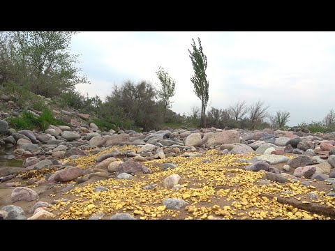 Видео: Simple signs of gold and diamonds in river