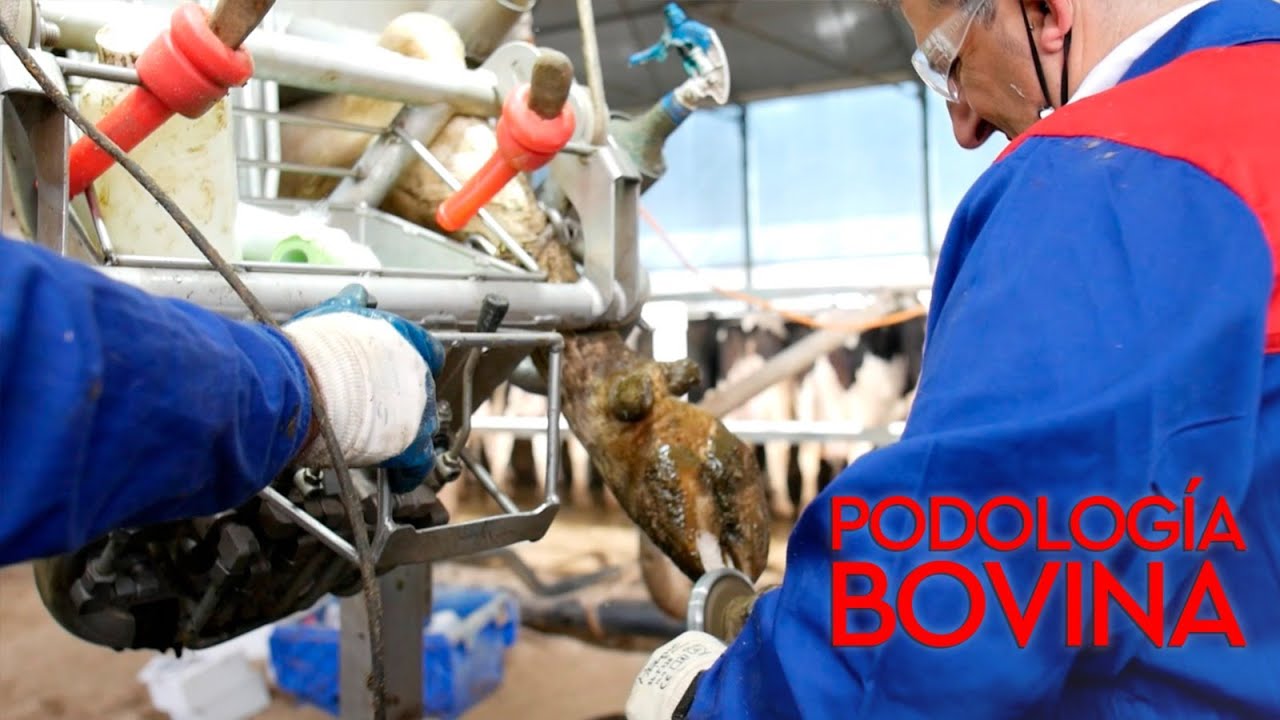 Importancia de la salud podal bovina en la rentabilidad del ganadero / El Campo de Asturias