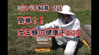 【ミツバチ飼ってみた】２話　花粉と、卵のチェック