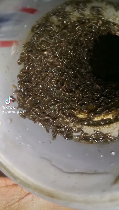 Kriebelmückenlarven Aus Teich Filteranlage YouTube