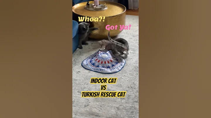 Video 7955871: cat rescue british shorthair, cat turkish, cat rescue kitten, big cat rescue, rescue kitten plays