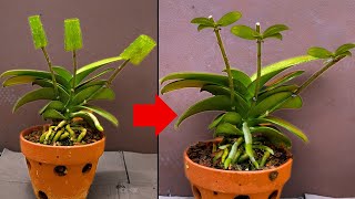 How I propagate orchids from branches in 3 weeks