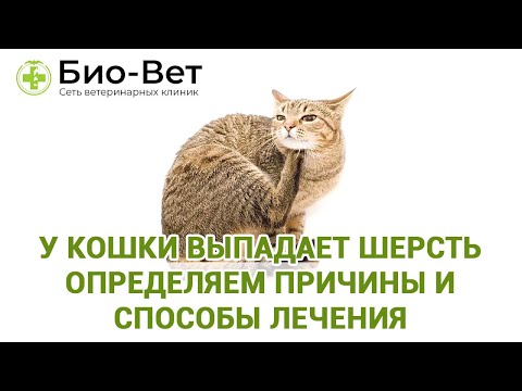 У кошки или кота выпадает шерсть / Причины и способы лечения / Ветклиники Био-Вет