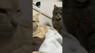 Funny Cats 😺 Episode 49 #Shorts