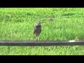 Burrowing Owl Cuteness with Sunshine Bike Tours!