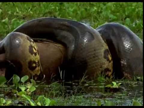 Vidéo: Anaconda géant - prédateur à l'état sauvage